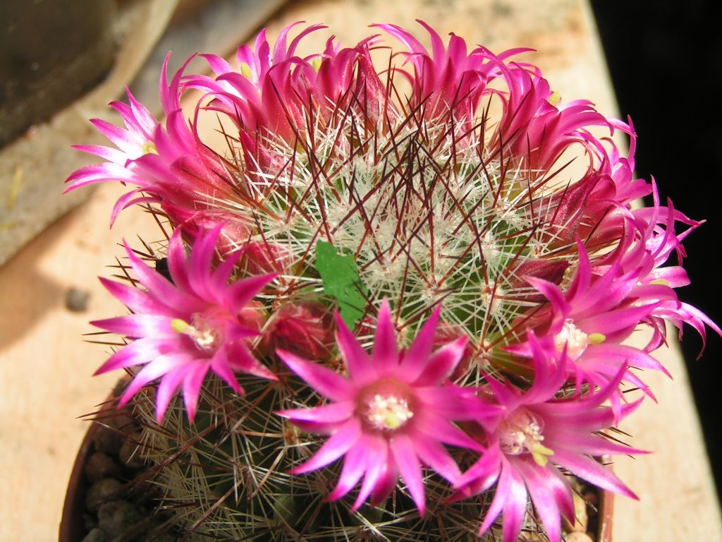 Mammillaria duoformis